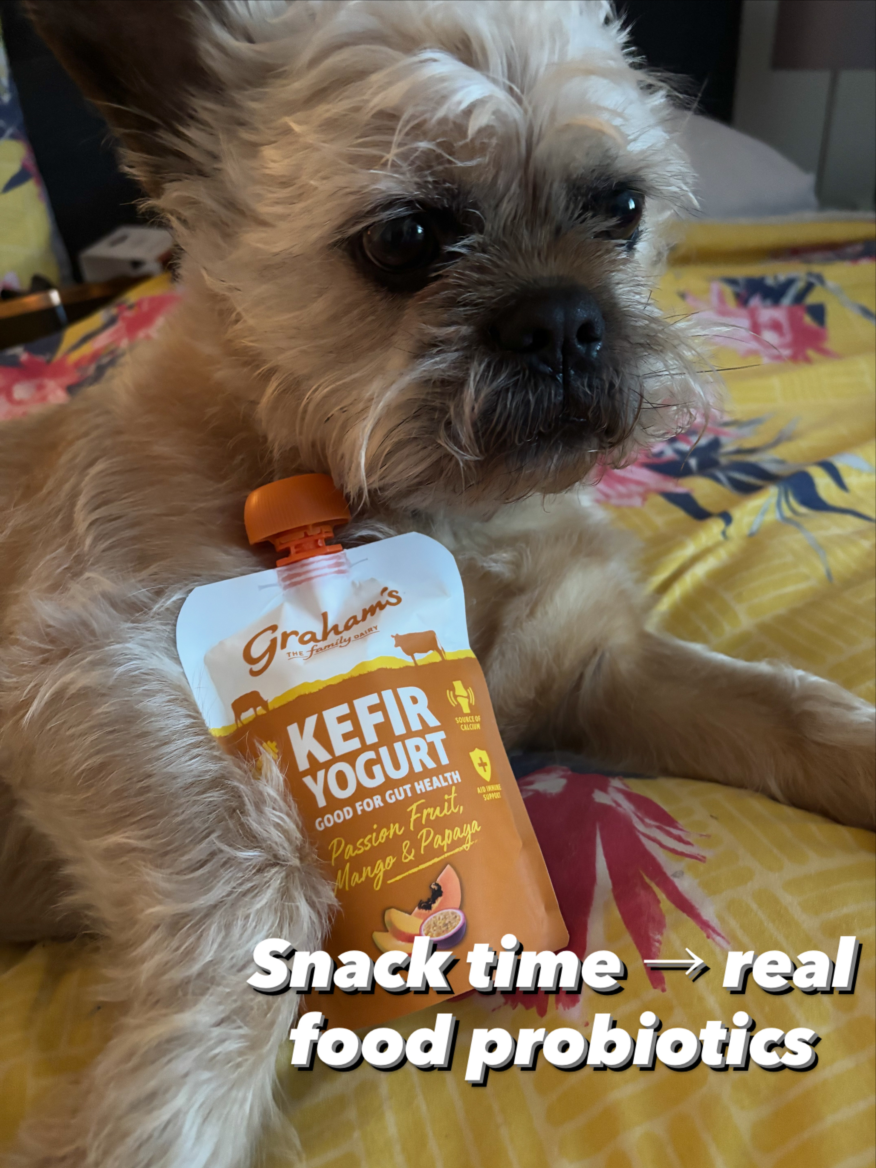 Dexter the dog with Graham's Kefir Yogurt — real food probiotics