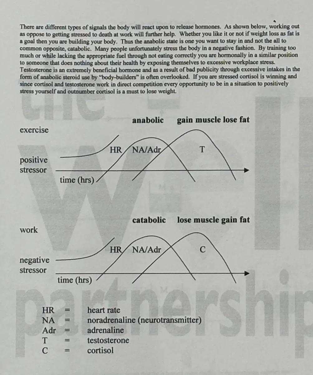 Anabolic versus catabolic stress response diagram from 1990s diet guide - exercise as positive stressor producing heart rate noradrenaline adrenaline then testosterone anabolic versus work stress producing cortisol catabolic