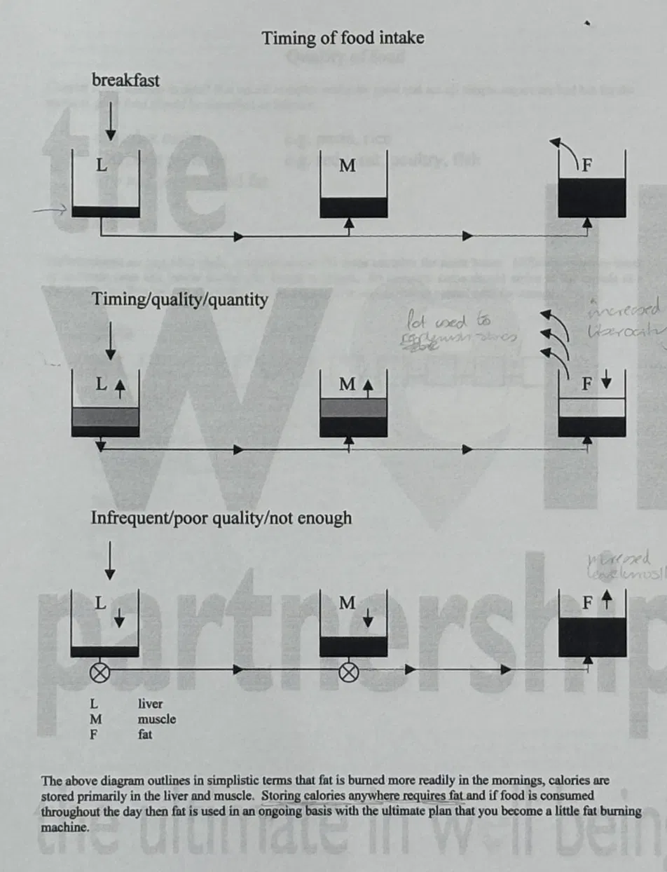 Timing of food intake diagram from 1990s diet guide showing liver muscle and fat partitioning across breakfast timing, optimal timing quality and quantity, and infrequent poor quality scenarios