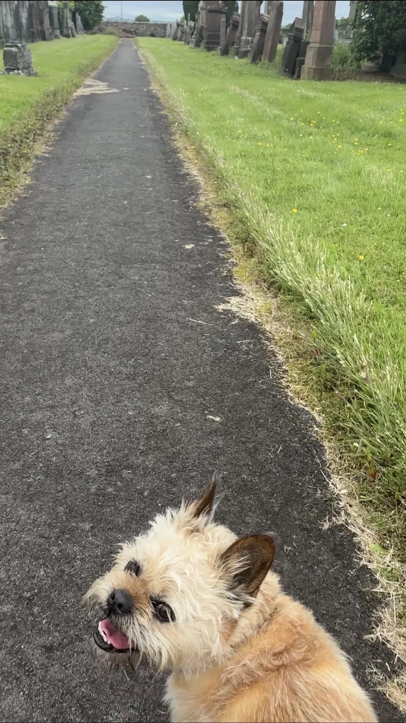 Dexter looking back at the camera on a long straight path between gravestones on a sunny day