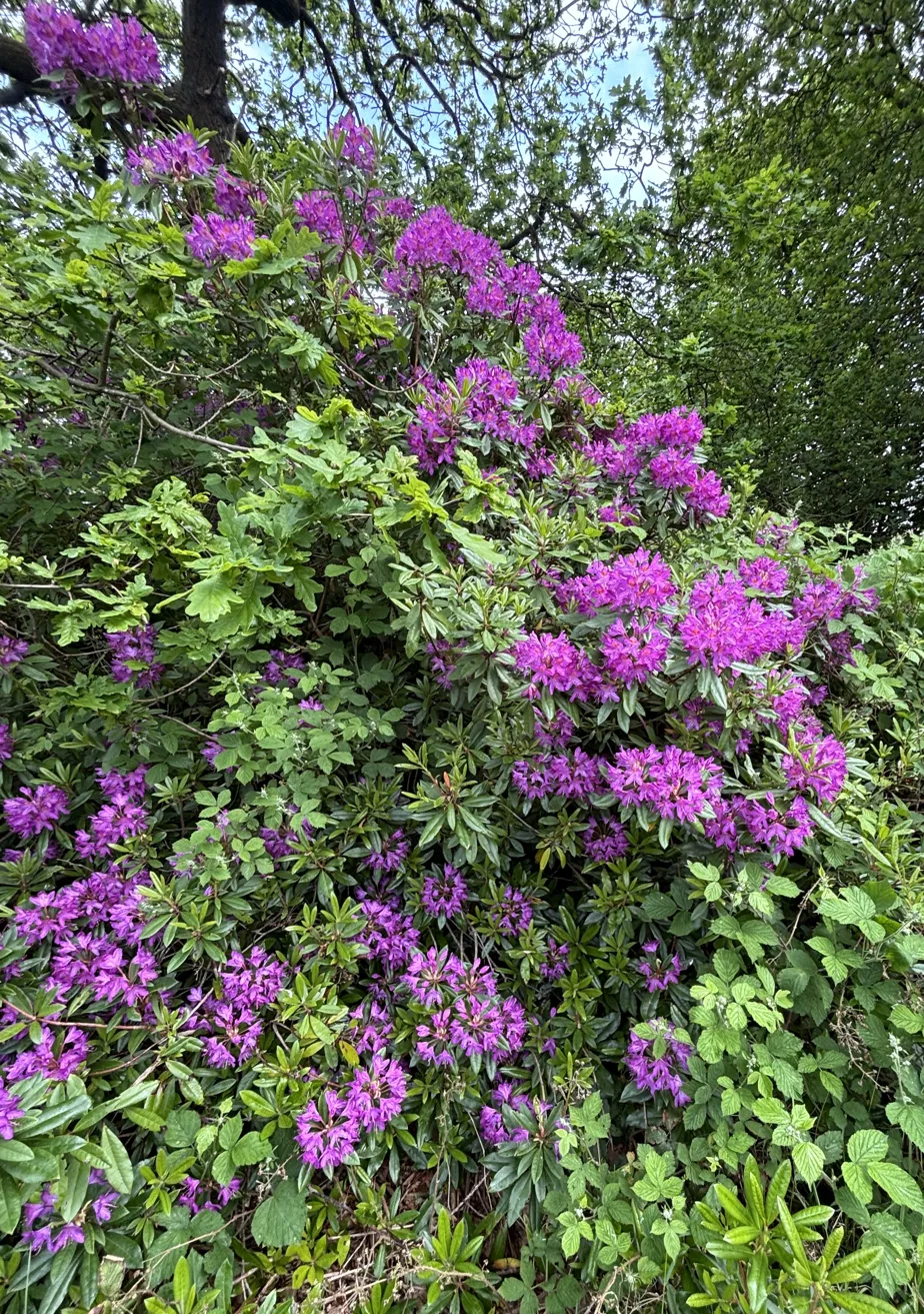 Close-up of vivid purple rhododendron blooms against green woodland canopy