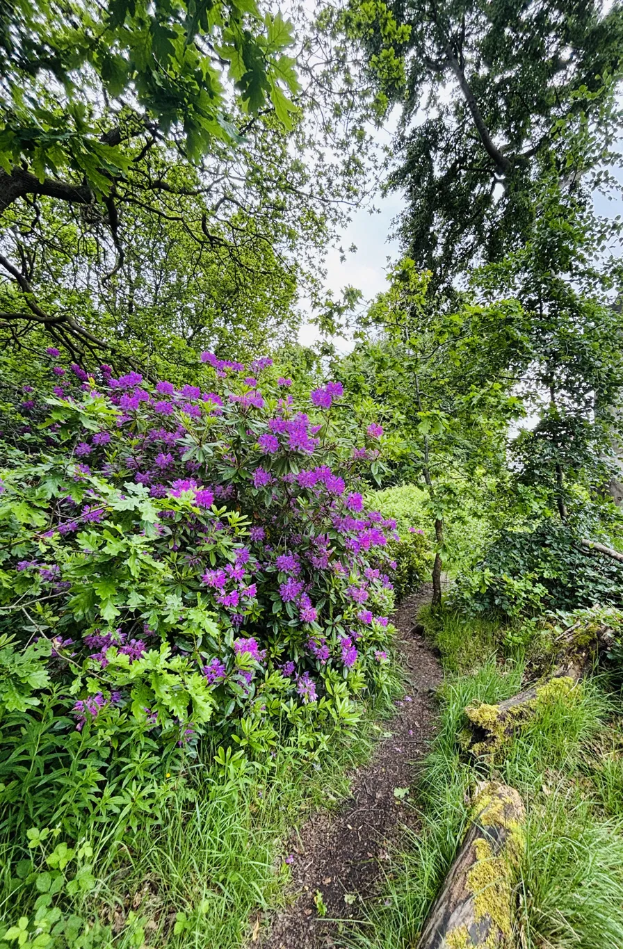 Rhododendrons in full purple bloom along the woodland path, with a mossy log in the foreground