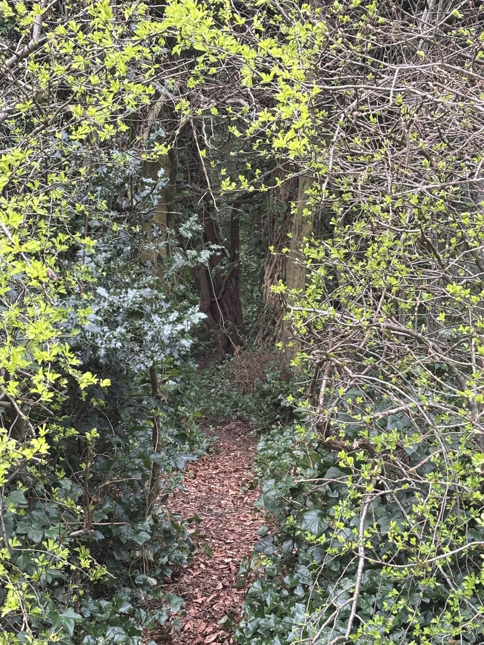 The secret tunnel path through the woods — dark, narrow, leaf-covered, disappearing into the trees